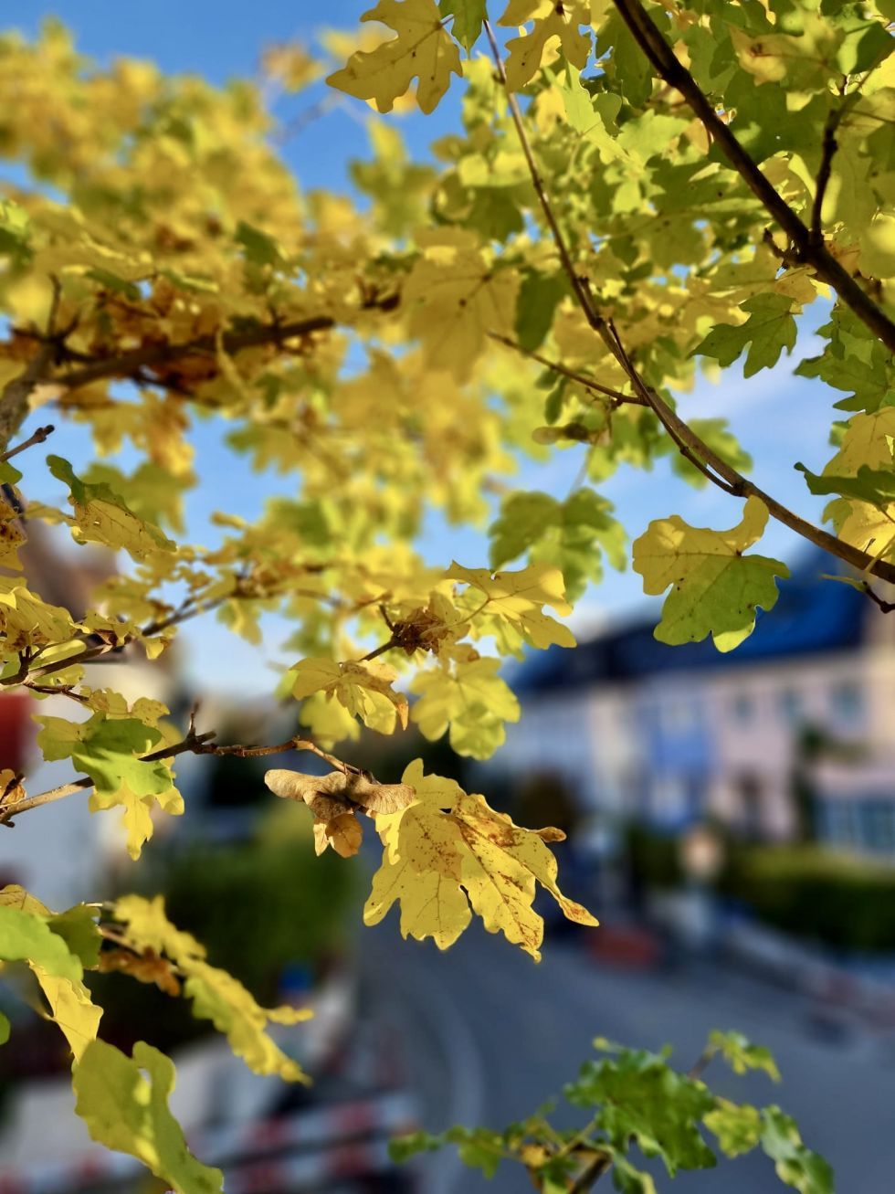 Winterschnitt-Aktion von Moor-Nebel Gärten im Baselland, Solothurn, Basel-Stadt.
