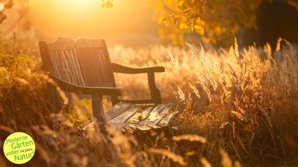 Moor-Nebel Gärten zaubert ihnen den schönsten Herbst in den Garten...