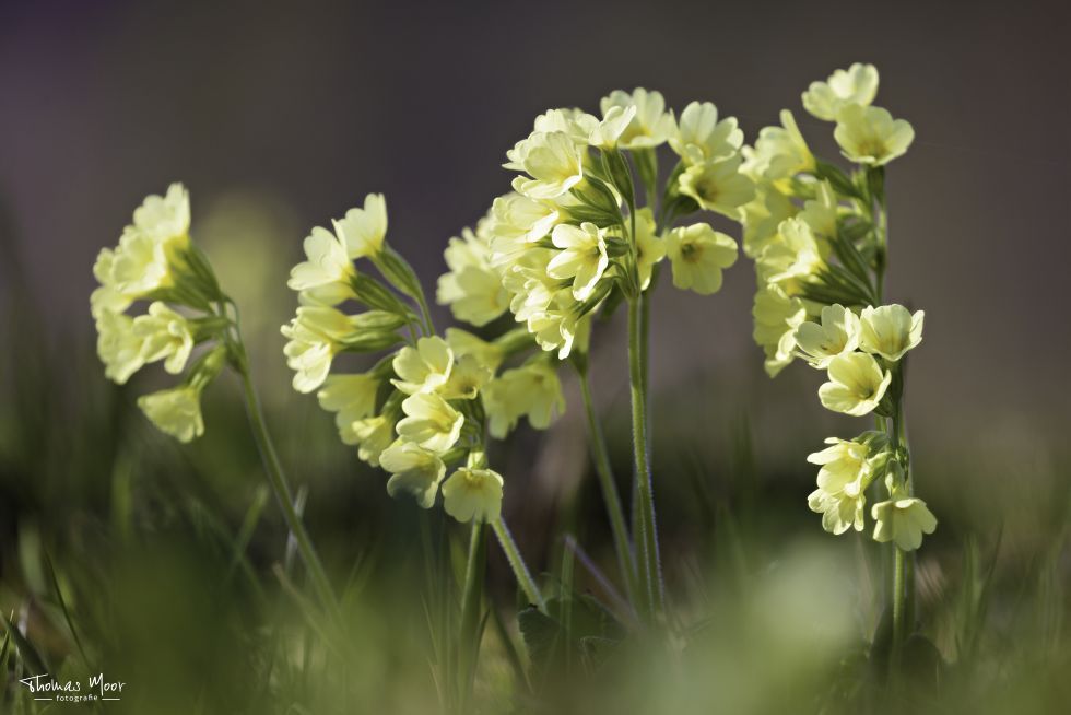 Moor-Nebel Gärten für Gartenbau, Gartenpflege und Planungen...