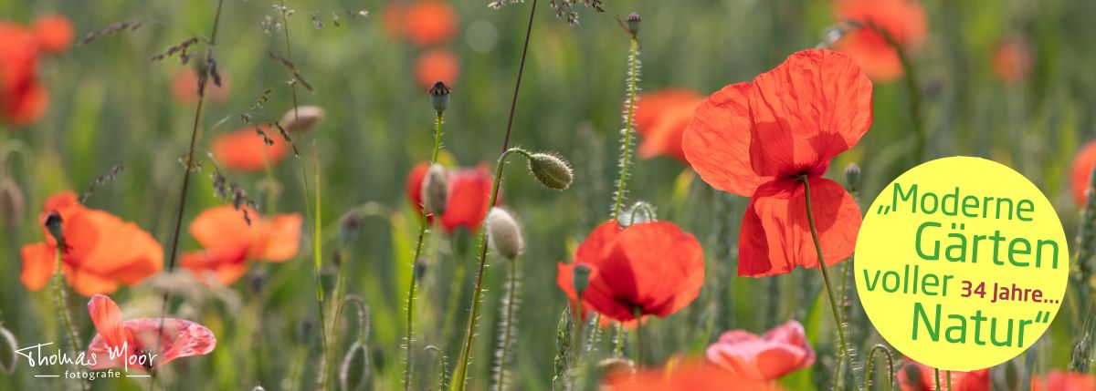 Landschaftsarchitektur • iPunkt • Fotografie • Baumschnitt • Naturstein Mauern • Weidenhausbau; Wildbienengarten; Naturstauden; • Baumpflanzungen • Planung • Design • Pflege von naturnahen Gärten durch Fachleute • Gartenbau • Rollrasen und Rasensaat, Rasensanierung • Teichbau und Pflege • Gartenpflege • Biodiversität • Baugesuche erstellen • Sitzplätze • Natursteinarbeiten; Sichtschutz aus Holz • Blumenwiesen; Blumenrasen; Wildpflanzen; • CAD Pläne • Winterschnitt • Architektur • Beratung • Naturnaher Lebensraum; Schmetterlingsgarten; Natur • Garten- Landschaftsbau • Moderne Gärten voller Natur • Integration von Menschen mit Handicap • Rasenservice • Gartenservice • Sitzplätze aus Naturholz; Naturstein; Beton