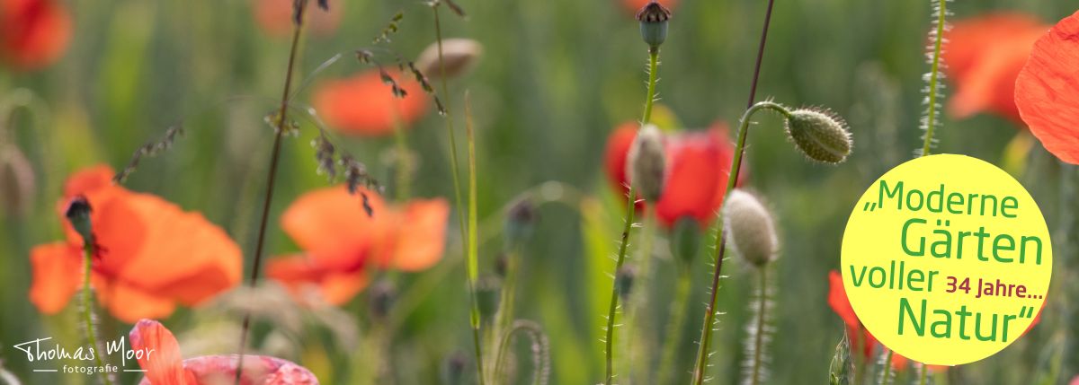 Landschaftsarchitektur • iPunkt • Fotografie • Baumschnitt • Naturstein Mauern • Weidenhausbau; Wildbienengarten; Naturstauden; • Baumpflanzungen • Planung • Design • Pflege von naturnahen Gärten durch Fachleute • Gartenbau • Rollrasen und Rasensaat, Rasensanierung • Teichbau und Pflege • Gartenpflege • Biodiversität • Baugesuche erstellen • Sitzplätze • Natursteinarbeiten; Sichtschutz aus Holz • Blumenwiesen; Blumenrasen; Wildpflanzen; • CAD Pläne • Winterschnitt • Architektur • Beratung • Naturnaher Lebensraum; Schmetterlingsgarten; Natur • Garten- Landschaftsbau • Moderne Gärten voller Natur • Integration von Menschen mit Handicap • Rasenservice • Gartenservice • Sitzplätze aus Naturholz; Naturstein; Beton