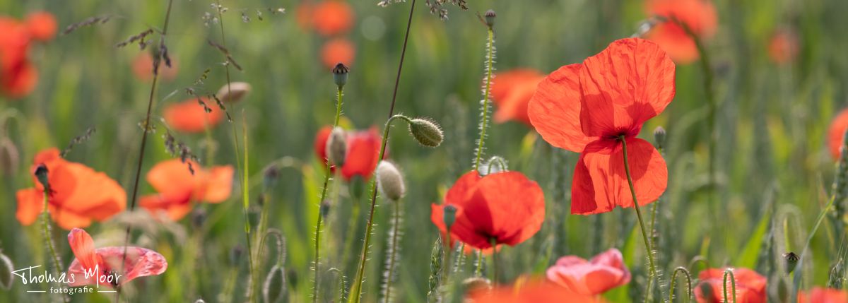 naturnahe Gartenplanung; naturnahe Gartengestaltung; naturnahe Gartenpflege