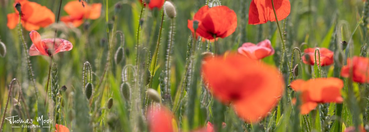 naturnahe Gartenplanung; naturnahe Gartengestaltung; naturnahe Gartenpflege