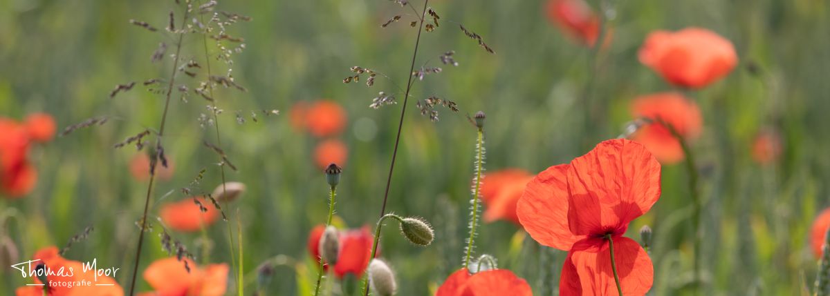 naturnahe Gartenplanung; naturnahe Gartengestaltung; naturnahe Gartenpflege