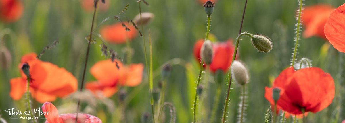 naturnahe Gartenplanung; naturnahe Gartengestaltung; naturnahe Gartenpflege