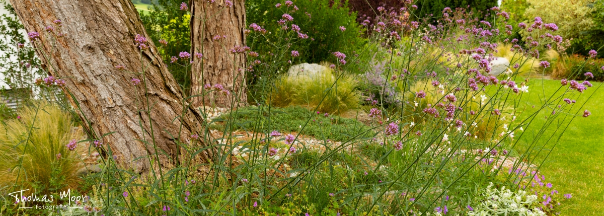 Moor-Nebel Gärten GmbH / Gartenbau; Gartenpflege; Planung; Innenbegrünung; naturnaher Lebensraum; Wildbienen; nachhaltige Gärten; Blumenrasen; Blumenwiesen; Wildbienengarten Gärtnerei; Blumenladen; Naturgärten; Plantago; Naturstauden; einheimische Pflanzen; Weidenhaus; Schwimmteiche; Ruderalflächen;  